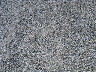 Obraz premium muschelhaufen