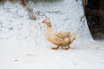 White ducks in the snow
