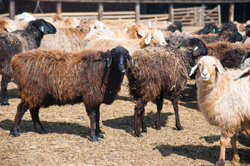 Obraz premium Sheep on a farm