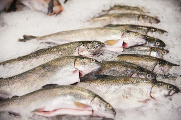 Pile of fish on ice