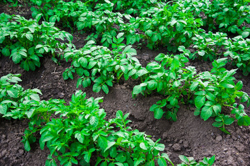 Potato plants field
