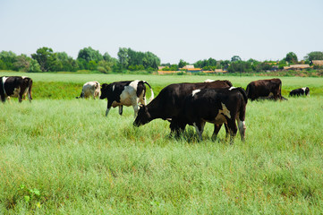 Herd of cows grazing