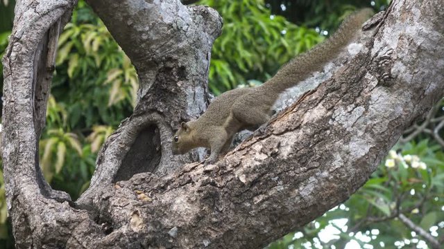 The common treeshrew eats nuts sitting on a tree