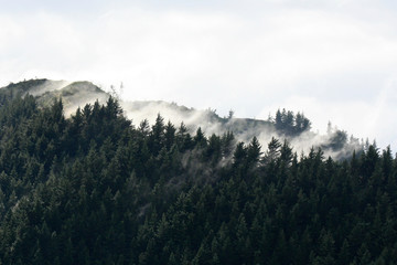 Marlborough Sound, New Zealand