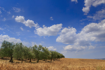 RURAL LANDSCAPE SUMMER. Between Apulia and Basilicata: hilly contryside with cornfield and olive grove dominated by blue sky with clouds,(Italy).