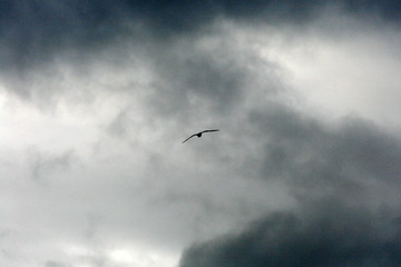 Marlborough Sound, New Zealand