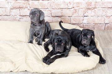 Grey, black and brown puppies breed Neapolitana Mastino. Dog handlers training dogs since childhood.