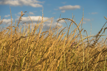 Fototapeta premium Wheat Background
