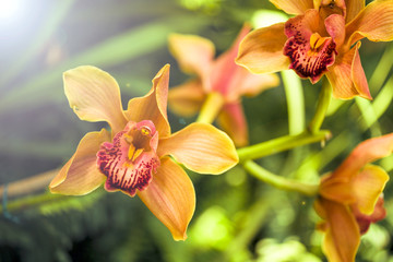 Fototapeta na wymiar Orchid flower and green leaves background with sunlight in garden.