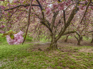 Central Park spring