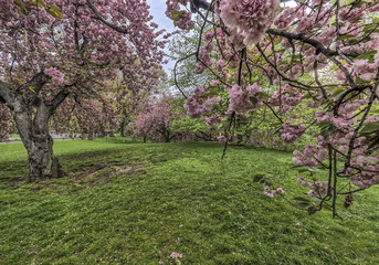 Fototapeta premium Central Park spring