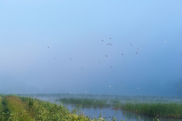 Świt nad stawem