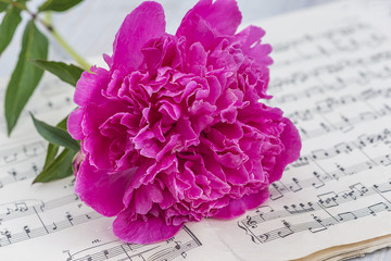 pink peony on old musical notes book