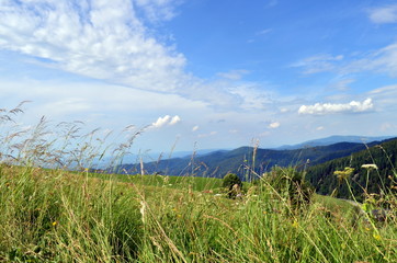 Wiese vor Schwarzwaldpanorama