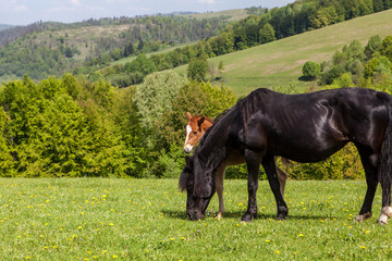 Herd of horses on green pastures