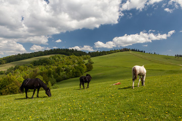 Naklejka na ściany i meble Herd of horses on green pastures