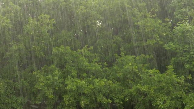 Heavy rain on a background of oak forest.