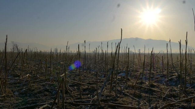 Frozen corn field
