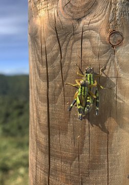 grasshopper reproduction