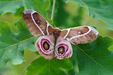Obraz premium Madagaskar-Kaiser-Spinner, (Antherina suraka)