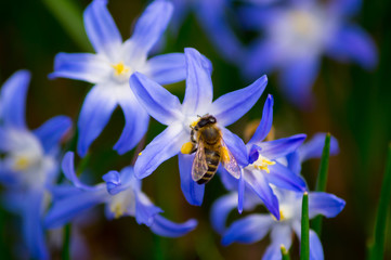 Blaue Blume mit Biene