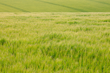 Wheat blowing in the wind