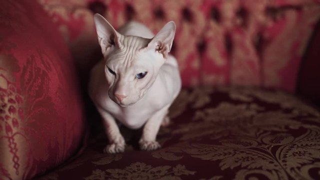 Sphinx cat sitting on a red expensive sofa