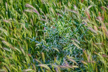 Thistle and false barley