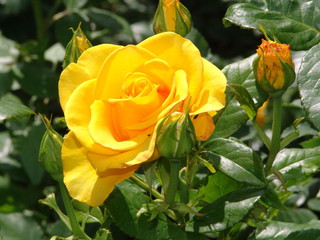 flower, rose, nature, floral, beautiful, garden, blossom, petal, bloom, background, beauty, pink, summer, fresh, flora, love, valentine, bouquet, romantic, plant, green, day, red, spring, romance, col