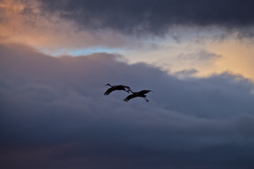 Sandhill Cranes, Bosque del Apache, New Mexico