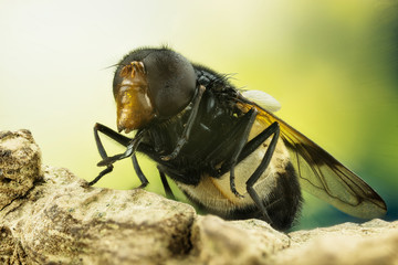 Pellucid Fly, Pellucid Hoverfly, Volucea pellucens