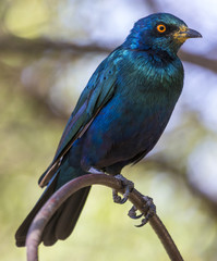 Greater Blue-eared Starling (Lamprotornis chalybaeus). Ethiopia, Lalibela