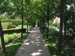 Pasillo de arboles en jardin 