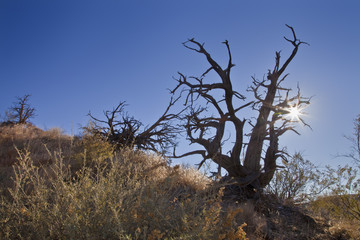 Bosque del Apache, New Mexico