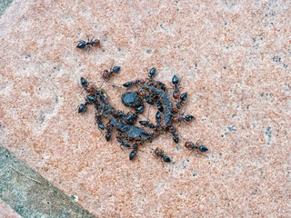 Ants, scavenging a meal from a dead worm.