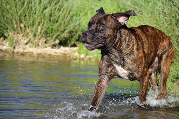 Obraz premium chien qui court dans l'eau cane corso