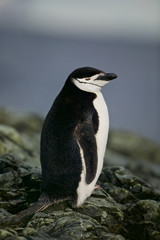 Chinstrap Penguin (Pygoscelis antarctica) on a rock