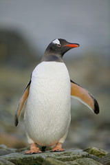 Gentoo Penguin (Pygoscelis papua)
