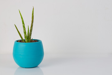 Aloe Vera Plant in A Blue Pot Isolated