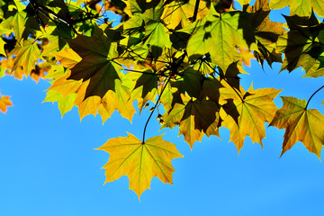 Maple leaves backlit against a blue sky