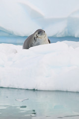 Crab-eater Seal (Lobodon carcinophagus)