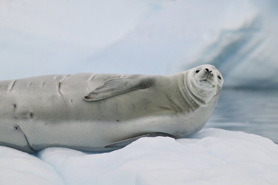 Crab-eater Seal (Lobodon carcinophagus)