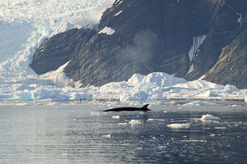 Minke whale (Balaenoptera bonaerensis) Antactica, Neko Harbour - 160334505