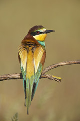 European Bee-eater (Merops apiaster)
