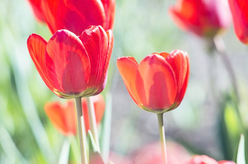 A photo of a field of red tulips. Selective focus.