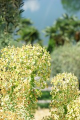 Im mediterranen Garten