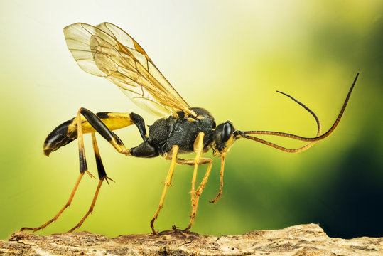Focus Stacking - Amblyteles armatorius, Wasp