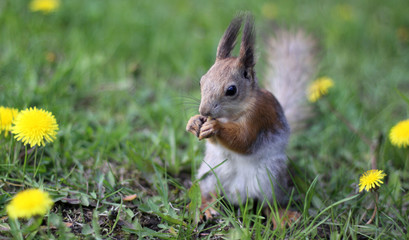 Naklejka na ściany i meble Squirrel gnaws a nut in a clearing with yellow dandelions