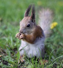 Naklejka na ściany i meble Squirrel gnawing a nut on green grass, close-up