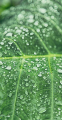 some drops in a leaf after the  rain